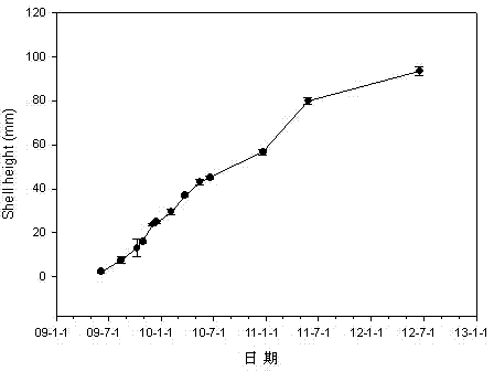 Breeding and propagation method for Atlantic deep sea scallops