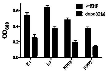 Bacteriophage depolymerase capable of degrading Klebsiella pneumoniae capsular polysaccharides and biofilms