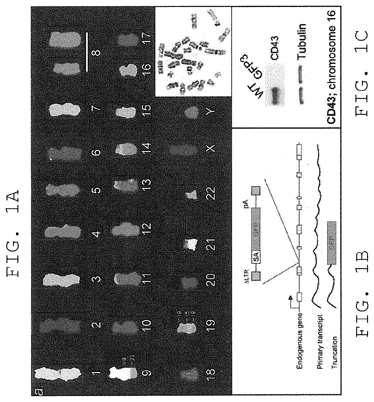 Compositions and methods for mammalian genetics and uses thereof