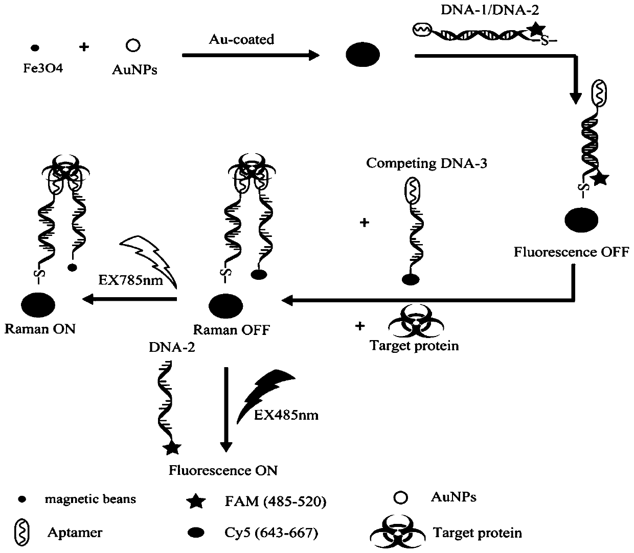 SERS-fluorescent dual mode probe based on DNA chain replacement, and preparation method and application of SERS-fluorescent dual mode probe