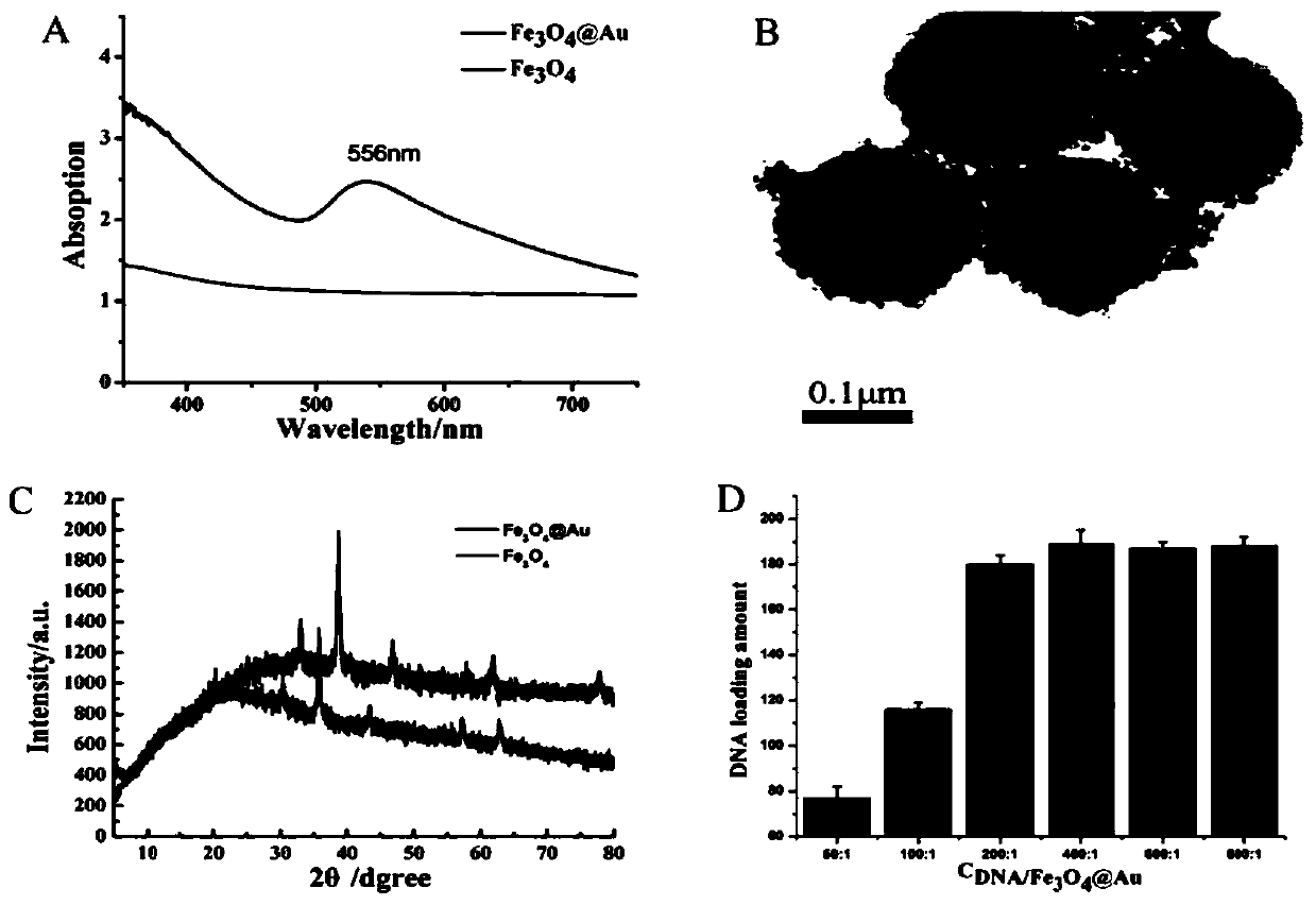 SERS-fluorescent dual mode probe based on DNA chain replacement, and preparation method and application of SERS-fluorescent dual mode probe