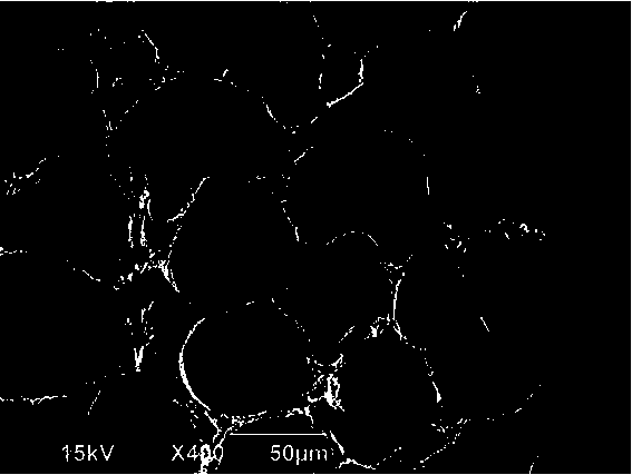 Method for preparing scanning electron microscope sample of carp muscle extracellular connective tissue