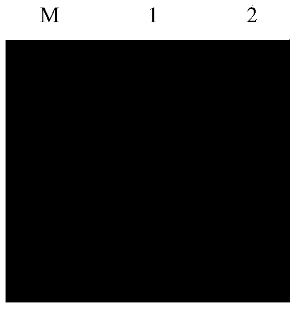 NASBA method for detecting tomato spotted wilt virus