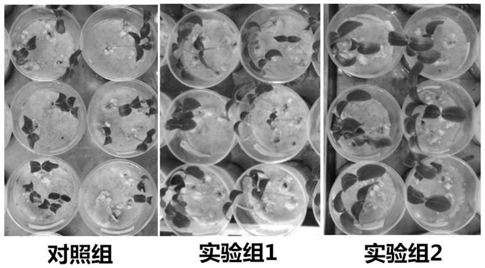 A carbon-based bio-organic fertilizer for improving degraded vegetable soil and its application