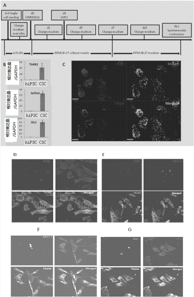 Cardiac stem cell marker and application thereof