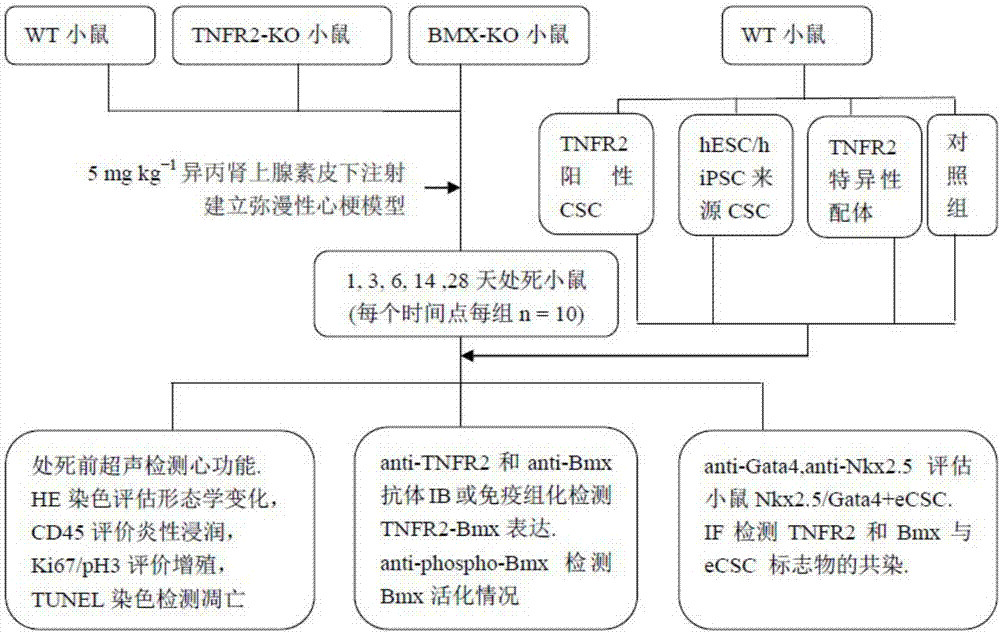 Cardiac stem cell marker and application thereof