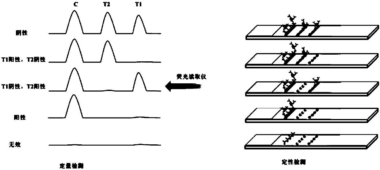 High-flux ultra-sensitive fluorescent gold nano-cluster immunochromatographic test strip and application thereof