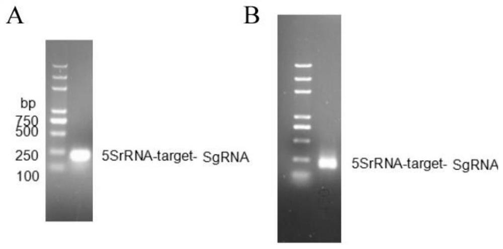 CRISPR/Cas9 vector suitable for paraconiothyrium hawaiiense FS482 as well as construction method and application of CRISPR/Cas9 vector