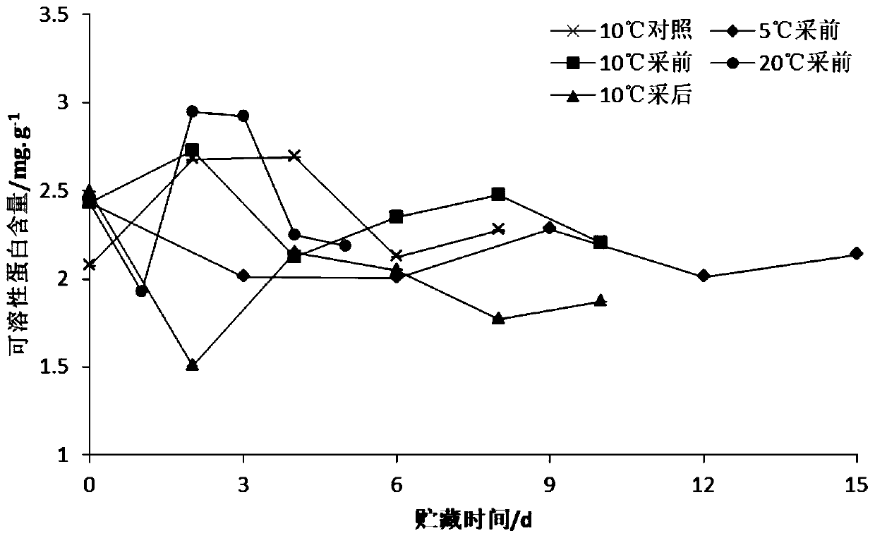 Freshness preservation and improvement method for flammulina velutipes