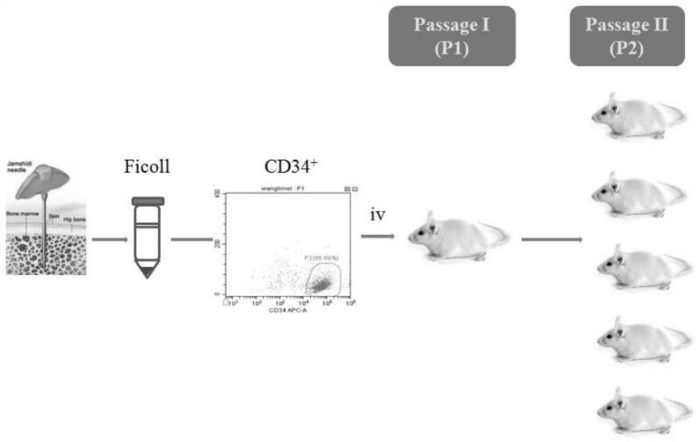 A PDX model establishment method of granulocytic tumor