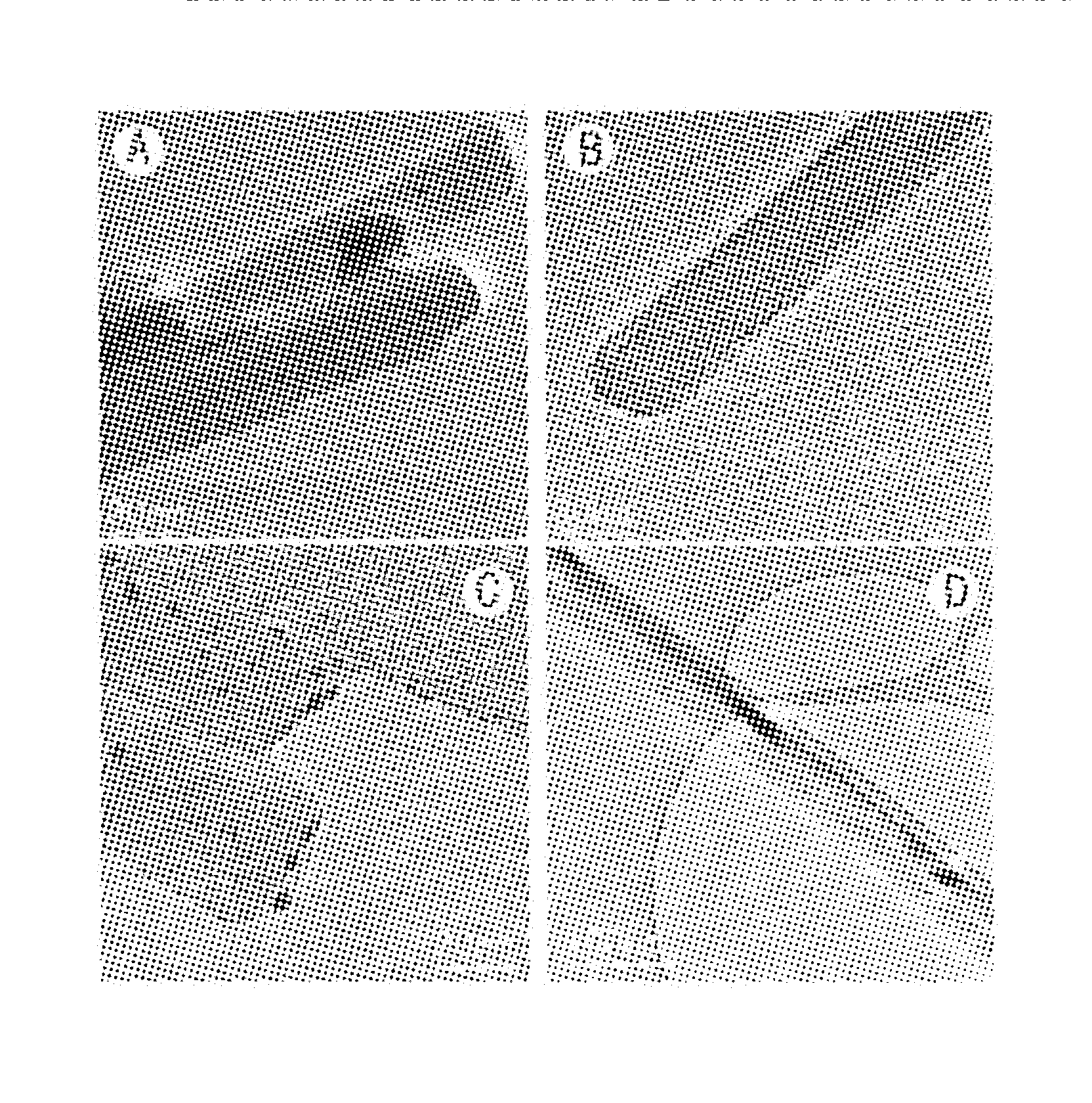 Attapulgite-argentum nanometer composite antibiotic material and preparation method thereof