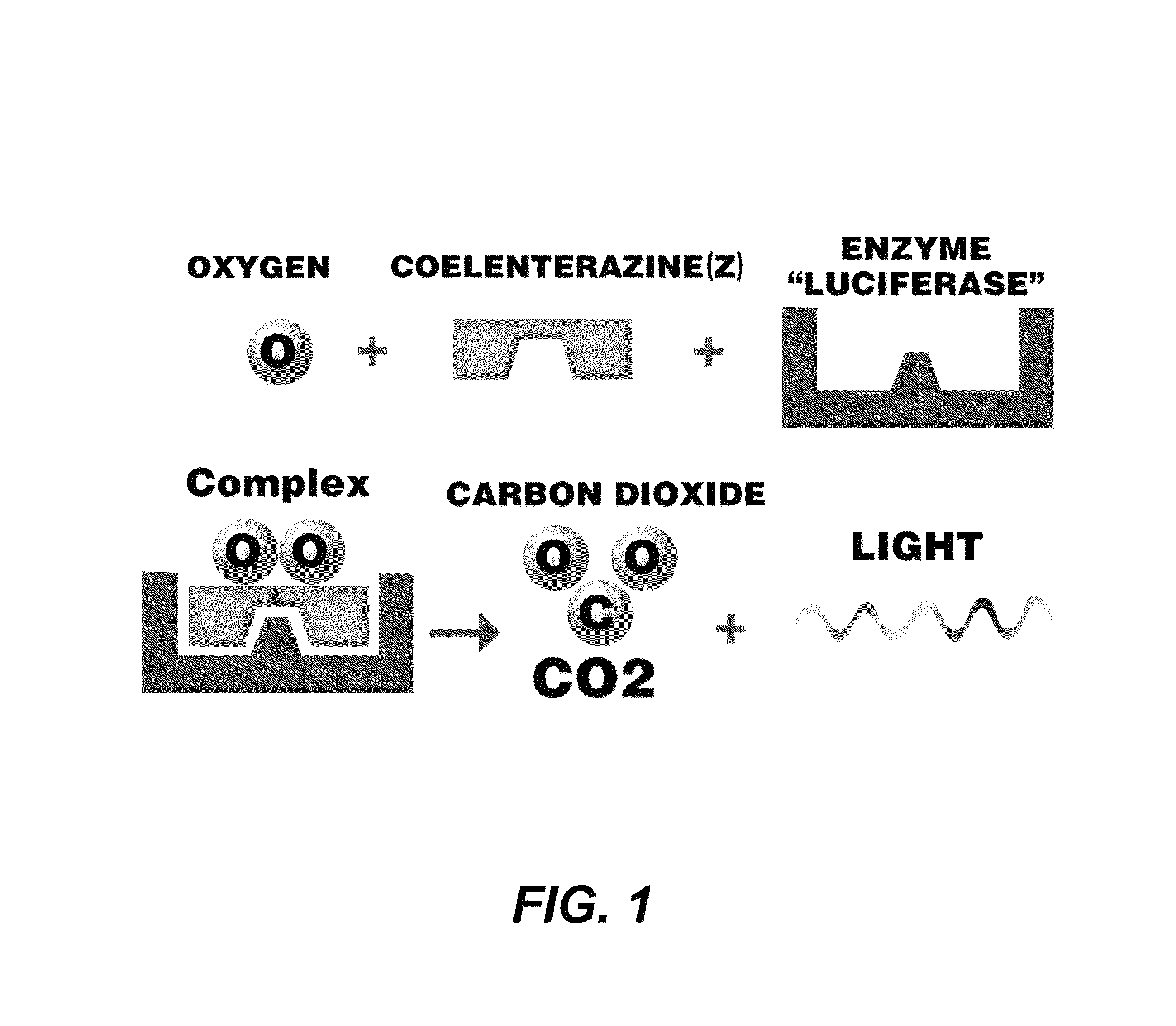 Bioluminescent endoscopy methods and compounds