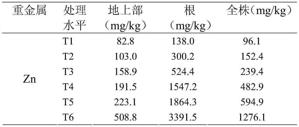 A method for remediating zinc-polluted water bodies and wetlands by using Aster diaphylla