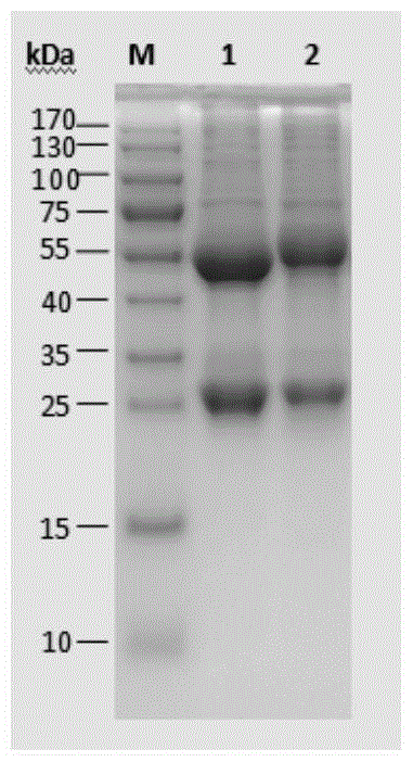 Detection kit and application thereof