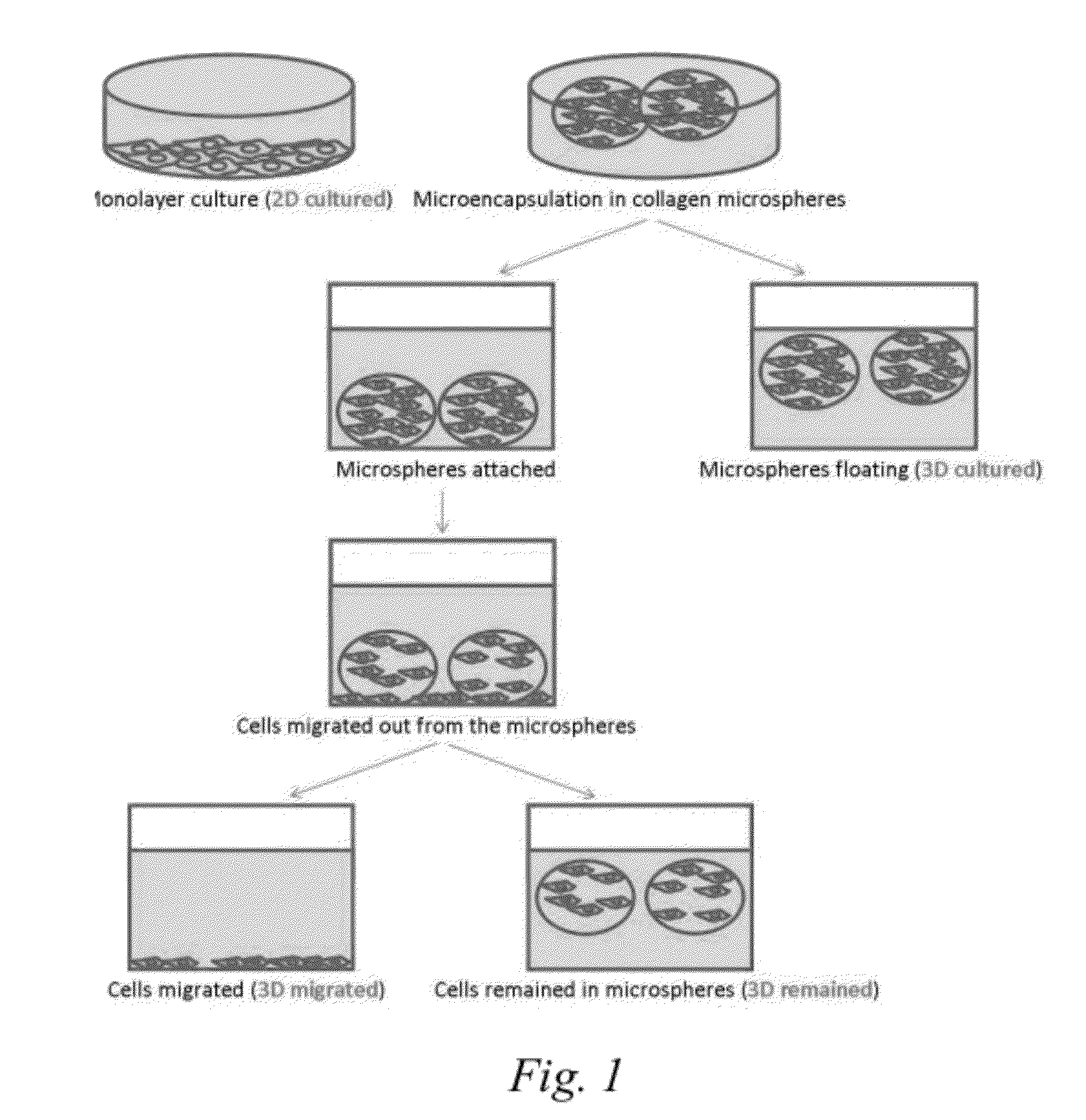 Methods to enhance cell migration and engraftment