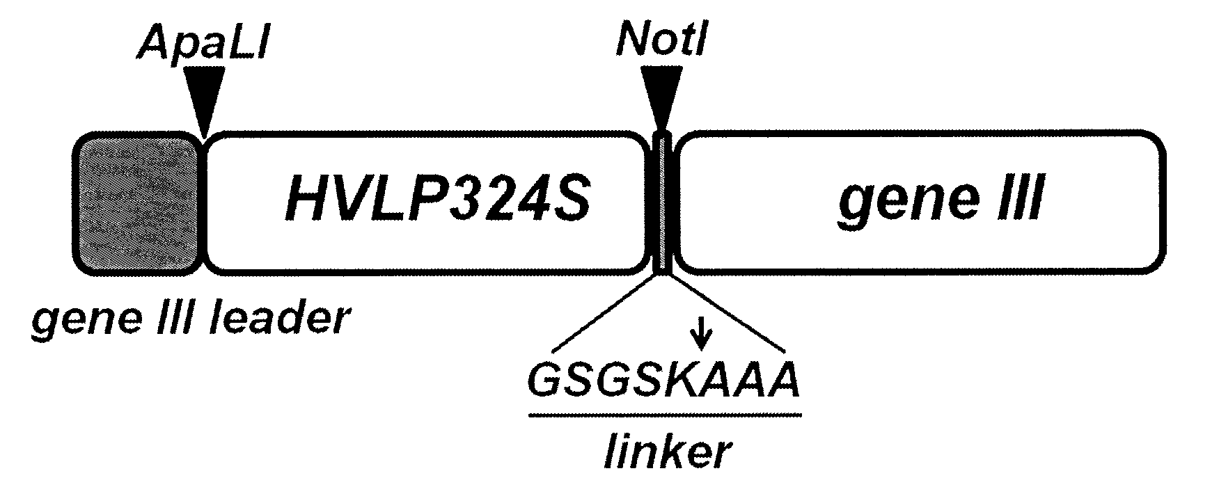 Engineering of immunoglobulin domains