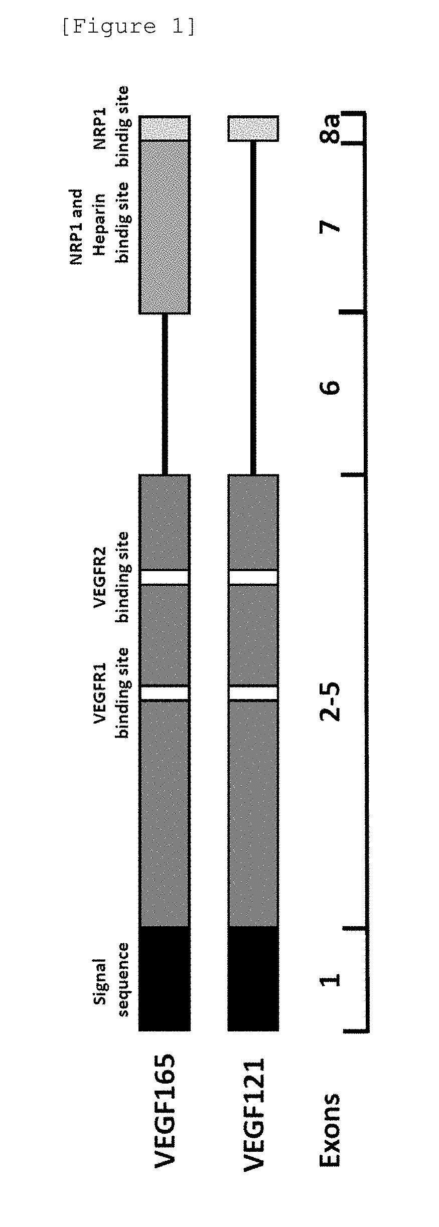 Antibody inhibiting binding of VEGF to nrp1