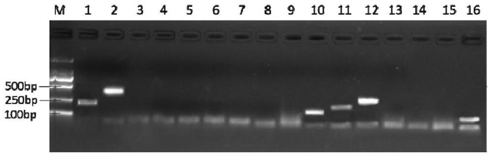 A method for removing apple virus by ultra-low temperature vitrification of shoot tips