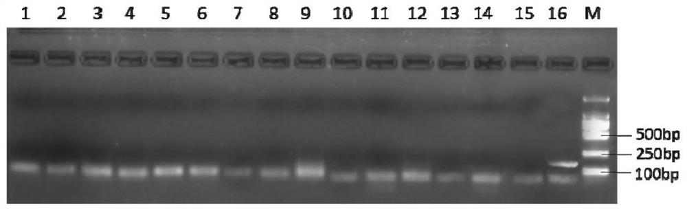 A method for removing apple virus by ultra-low temperature vitrification of shoot tips