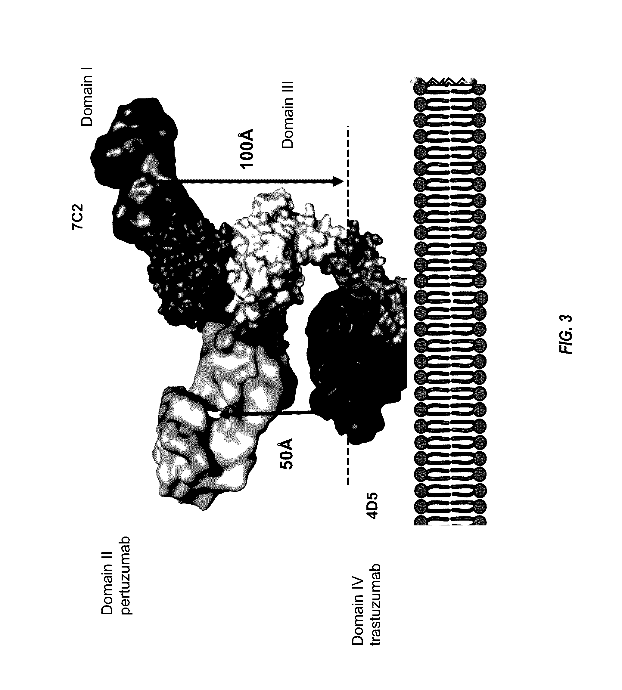 Anti-HER2 antibodies and immunoconjugates