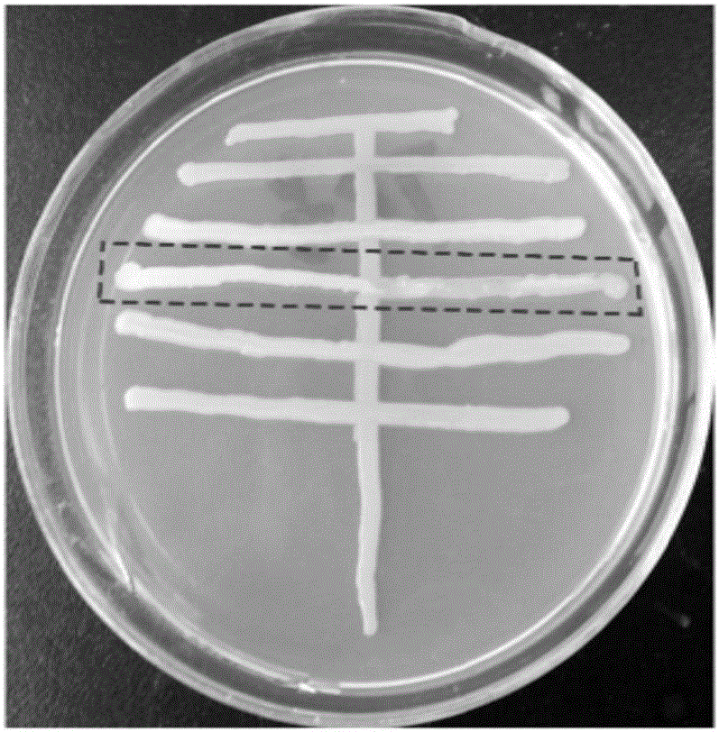 Complex endophytic bacterial inoculant and application thereof in phytoremediation of heavy metal contaminated soil