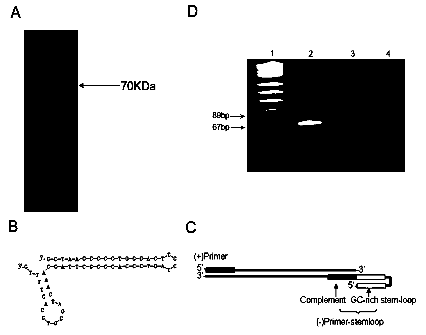 Nucleic acid aptamers specifically combined with beta-amyloid precursor protein lyase 1 and application of aptamers