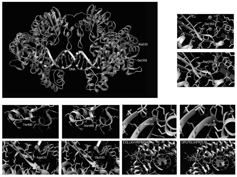 Bst DNA polymerase recombinant mutant, coding DNA thereof and ultrafast magnetic bead LAMP detection method