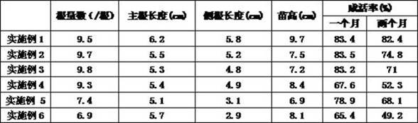 A kind of catalpa tree tissue culture seedling transplanting method