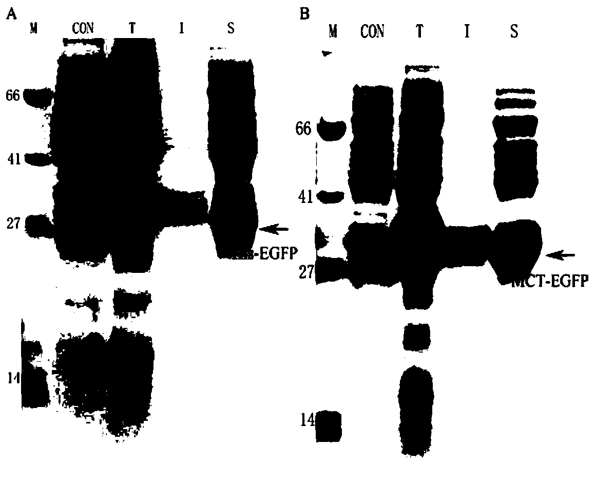 Metal affinity fusion protein tag and its application