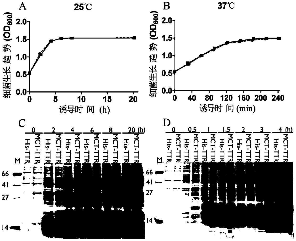 Metal affinity fusion protein tag and its application