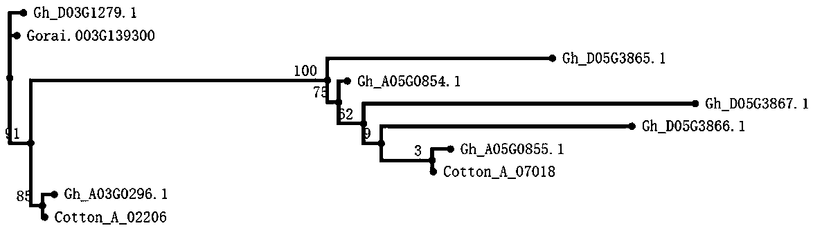 Application of cotton GhPHOT1-1 gene in efficient utilization of light energy