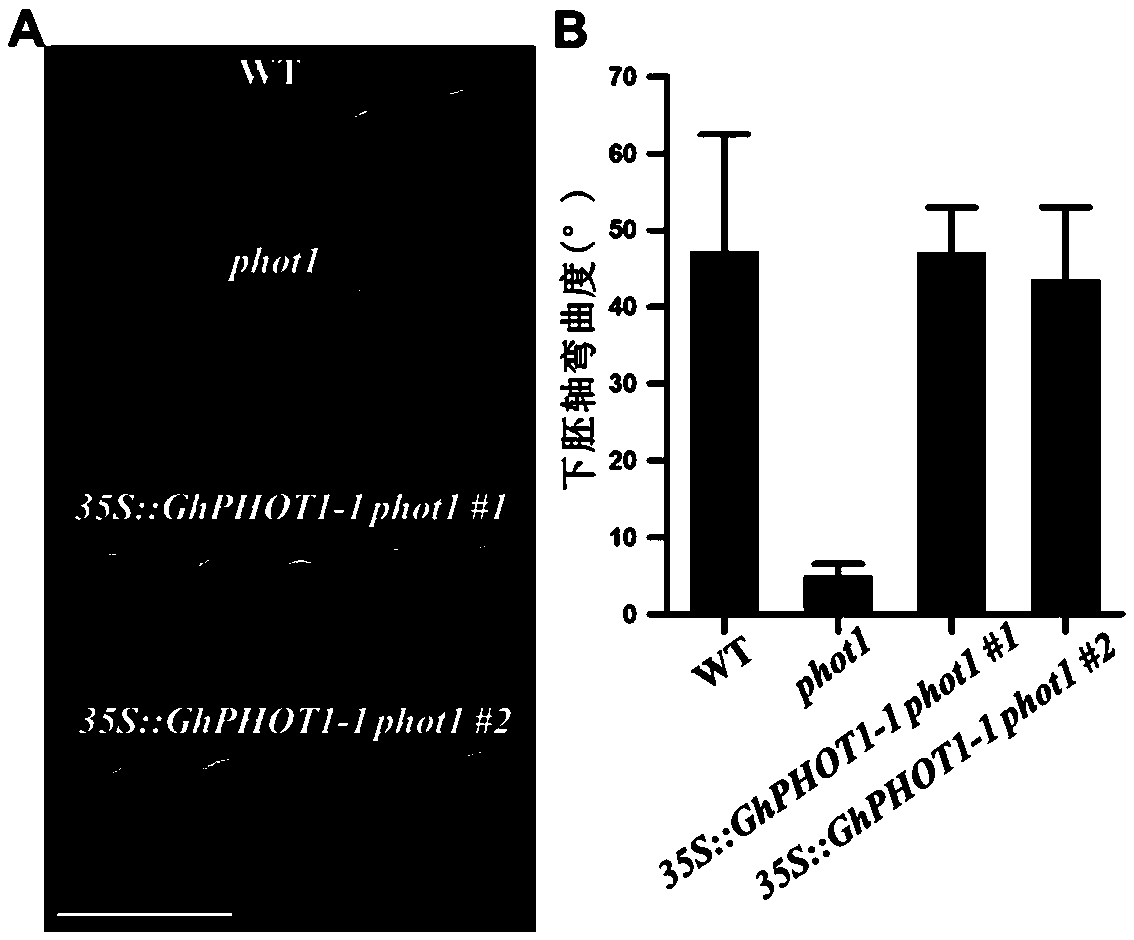 Application of cotton GhPHOT1-1 gene in efficient utilization of light energy