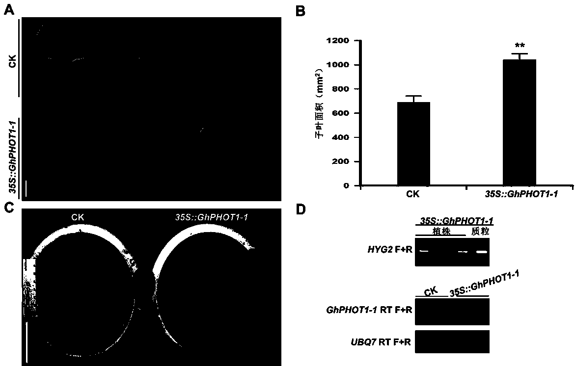 Application of cotton GhPHOT1-1 gene in efficient utilization of light energy