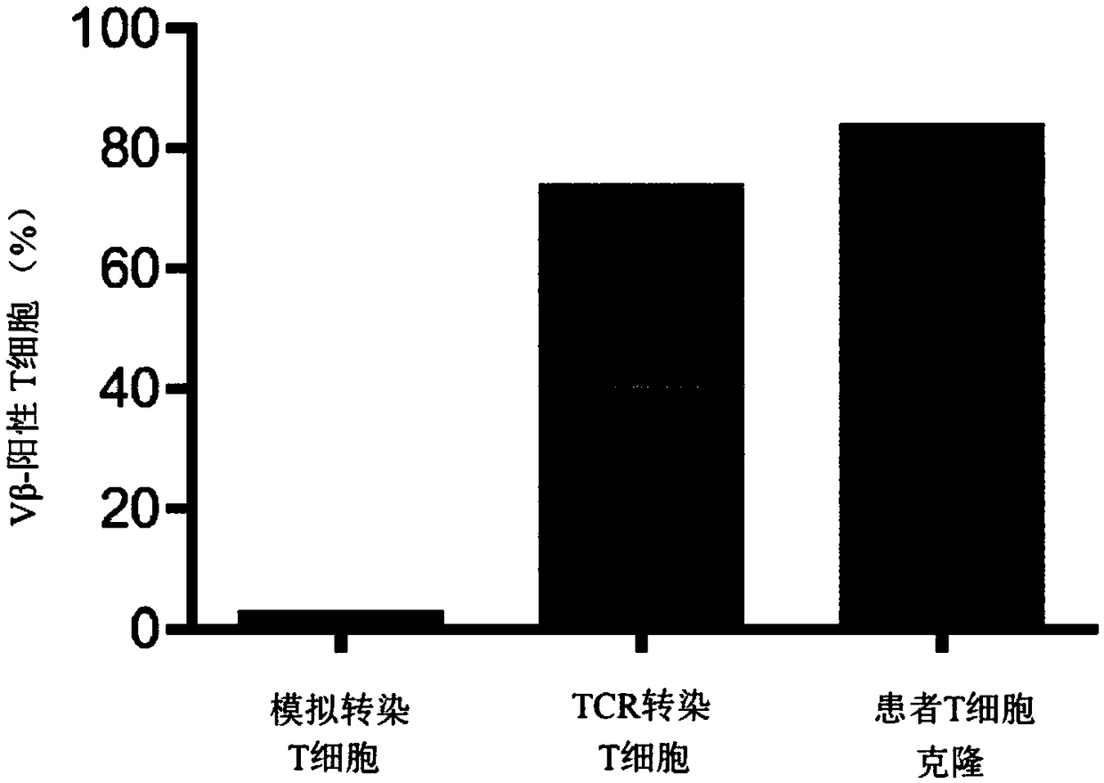 T-CELL RECEPTORS WHICH RECOGNISE FRAMESHIFT MUTANTS OF TGFbetaRII