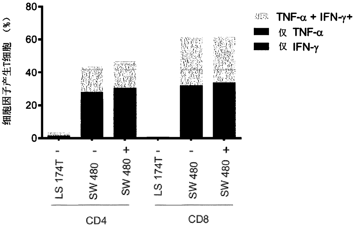 T-CELL RECEPTORS WHICH RECOGNISE FRAMESHIFT MUTANTS OF TGFbetaRII