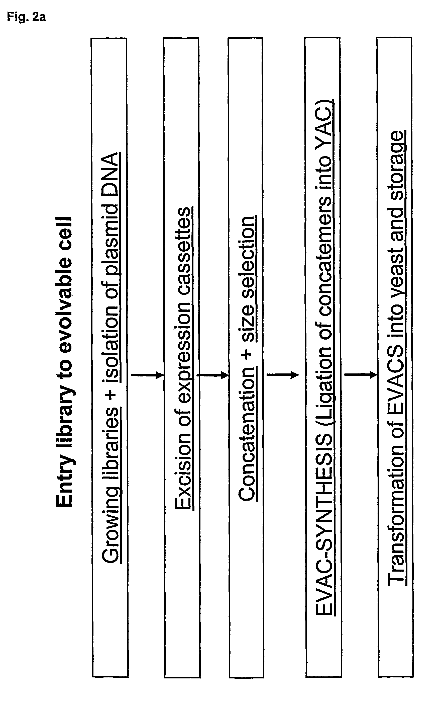 Concatemers of differentially expressed multiple genes