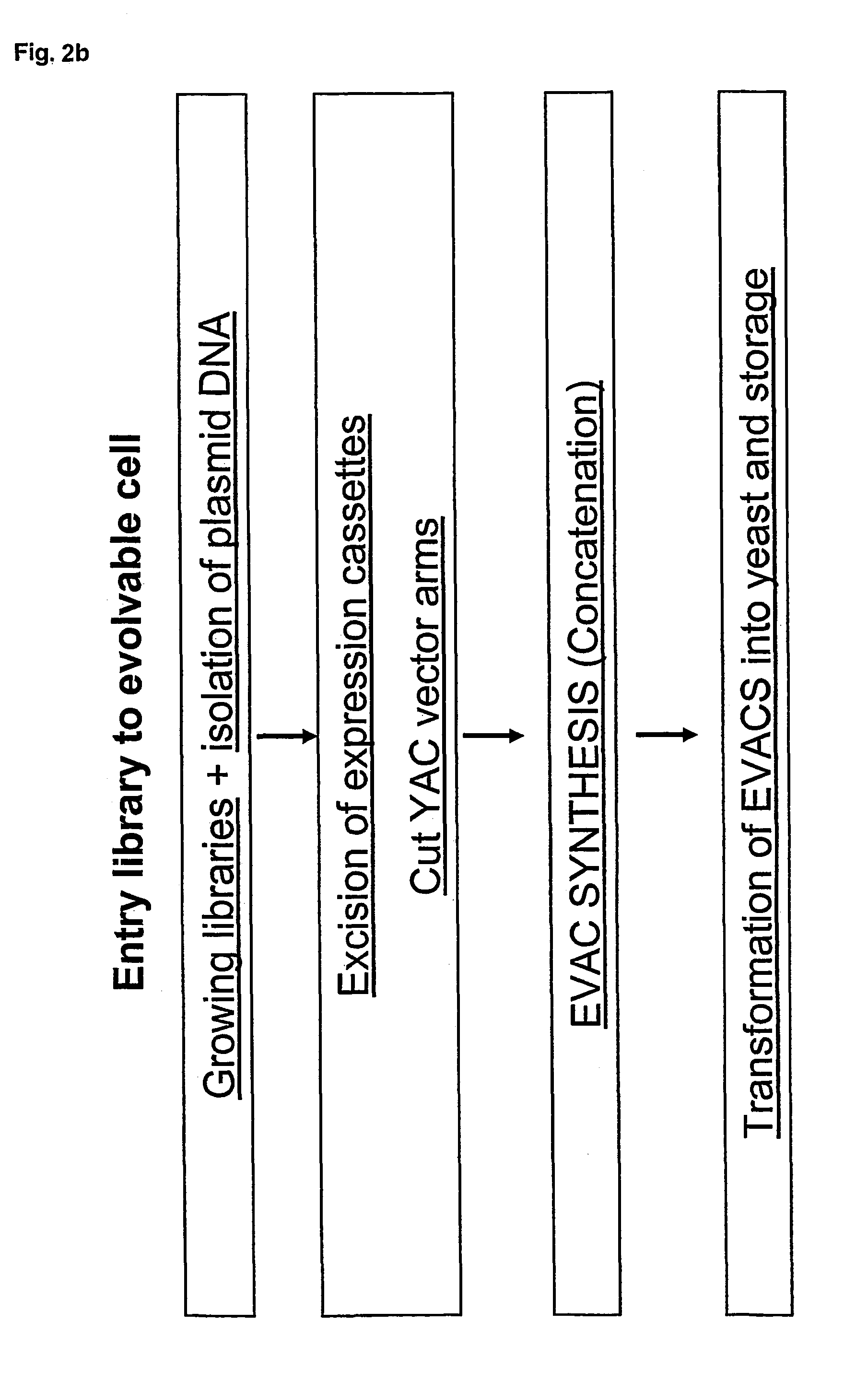 Concatemers of differentially expressed multiple genes