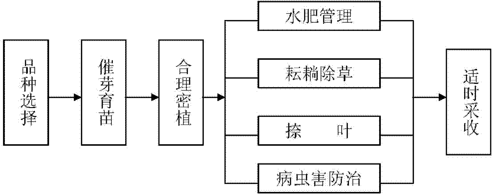 High-yield arrowhead culture method