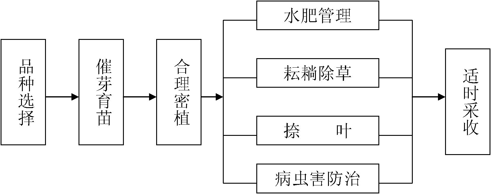 High-yield arrowhead culture method