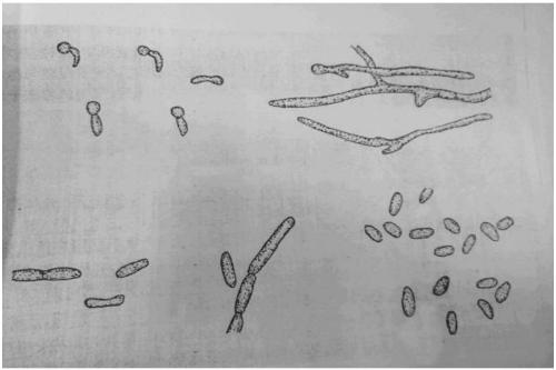 Industrial production method of insecticidal beauveria bassiana bacterium powder