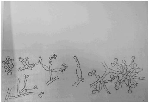 Industrial production method of insecticidal beauveria bassiana bacterium powder