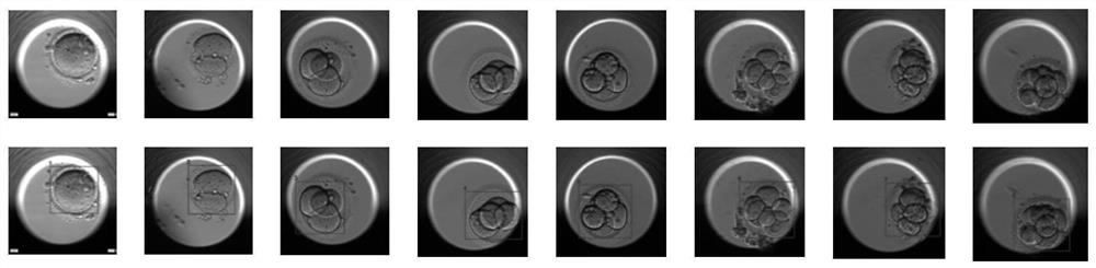 Embryo division process analysis and pregnancy rate intelligent prediction method and system