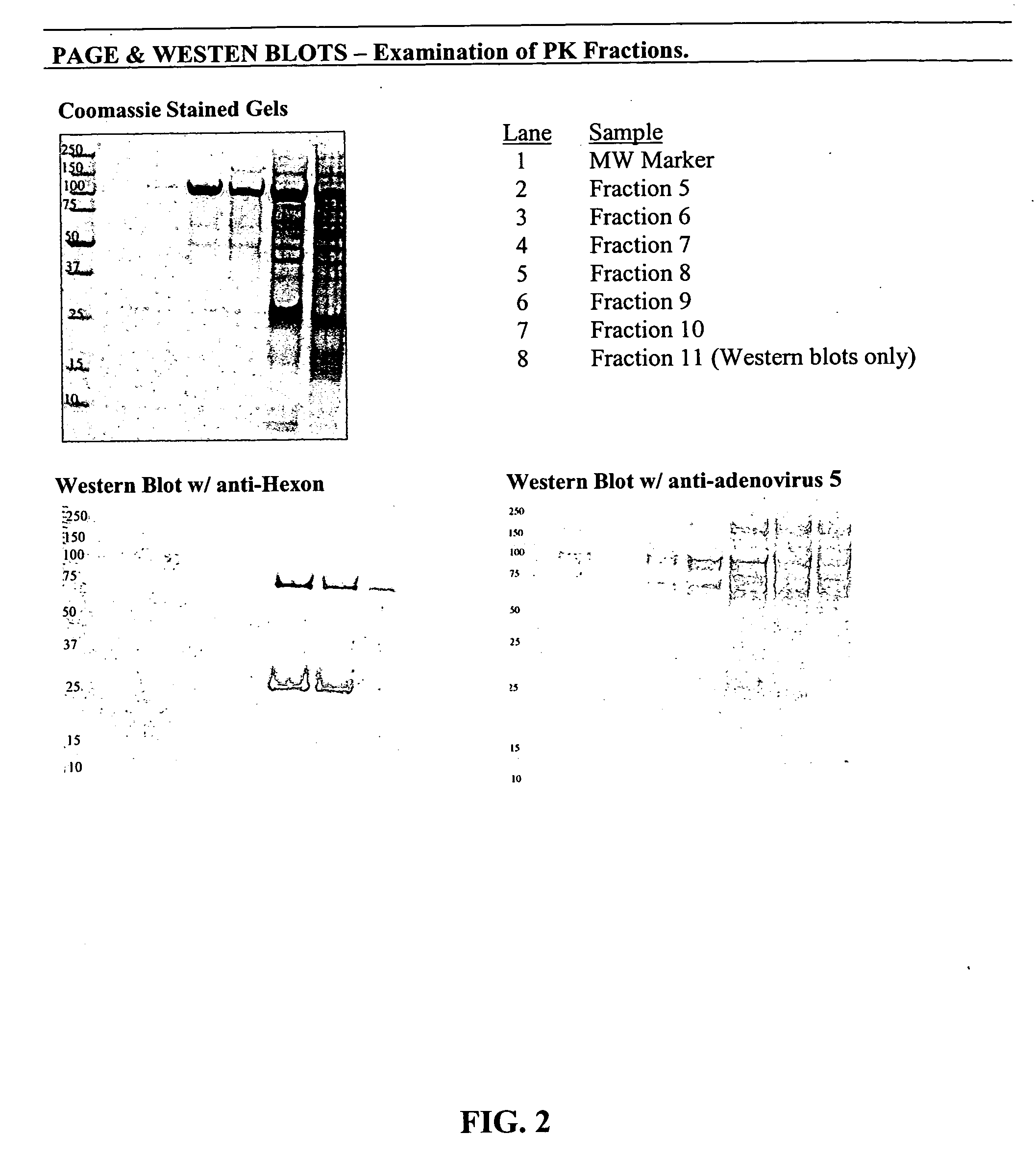 Processes and compositions for adenovirus purification using continuous flow centrifugation