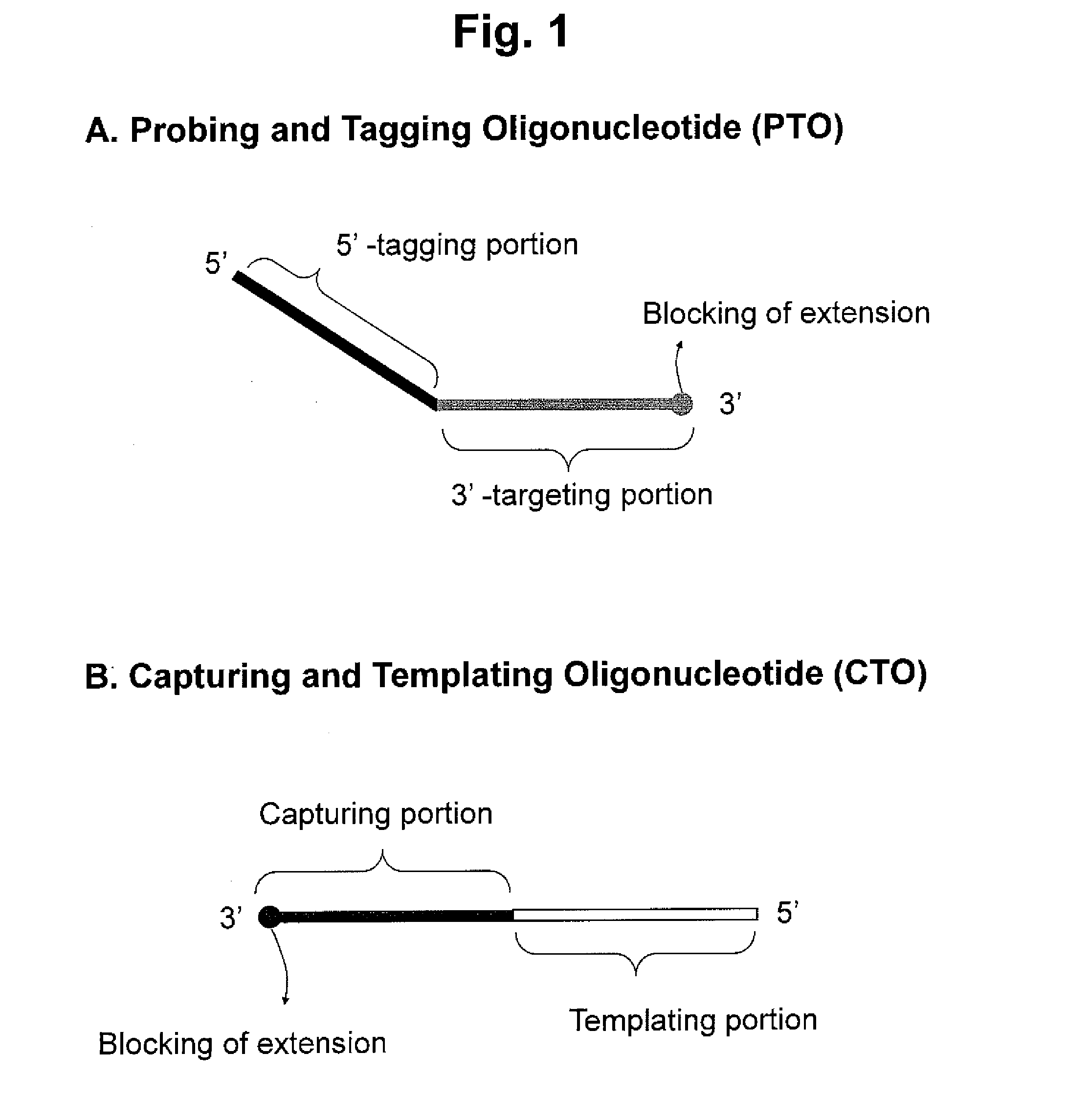 Detection of target nucleic acid sequence by pto cleavage and extension-dependent cleavage