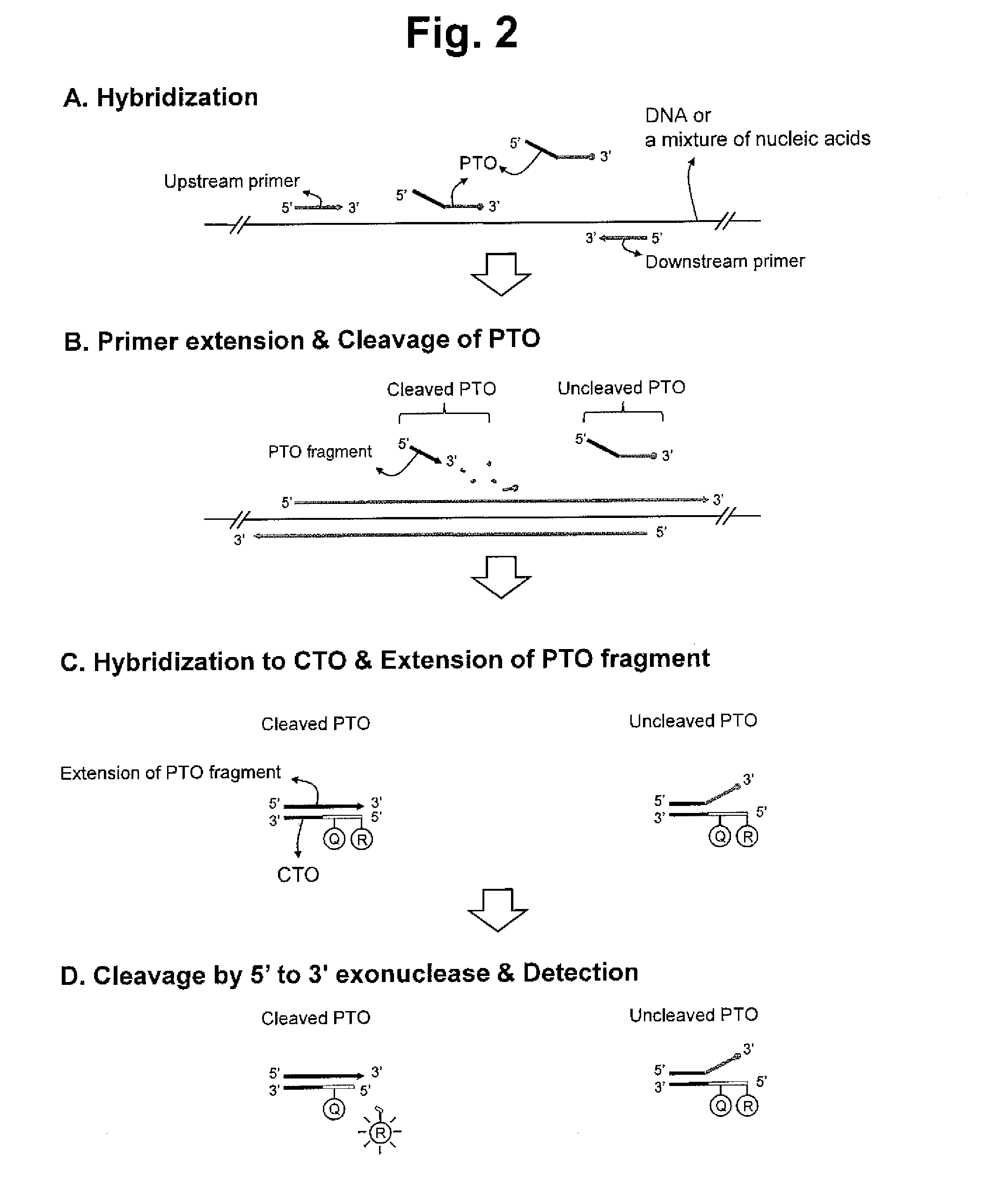 Detection of target nucleic acid sequence by pto cleavage and extension-dependent cleavage