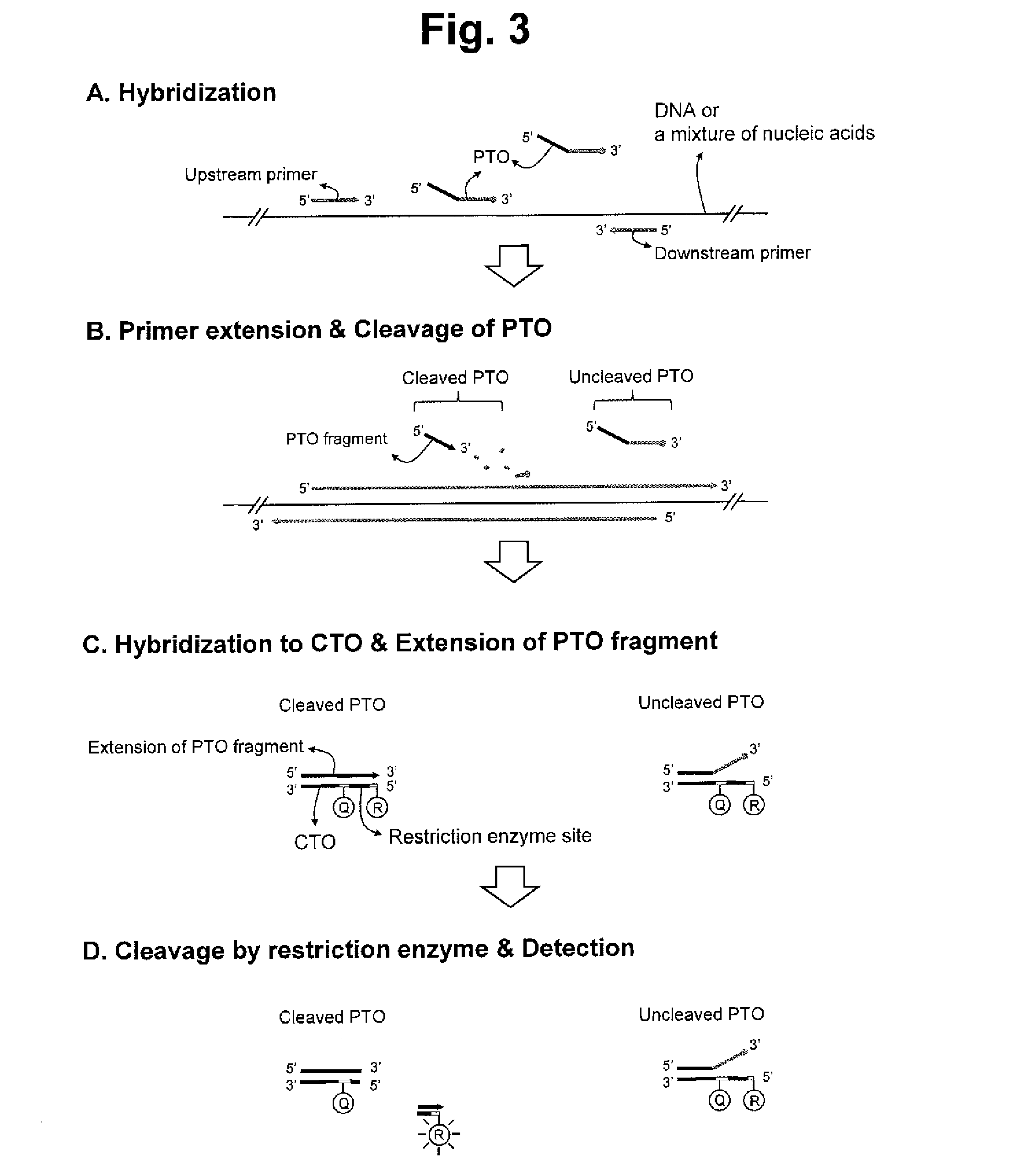 Detection of target nucleic acid sequence by pto cleavage and extension-dependent cleavage