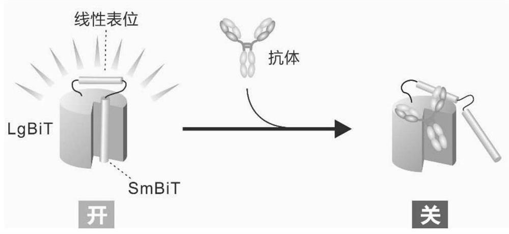 Multifunctional protein molecule switch used for antibody detection