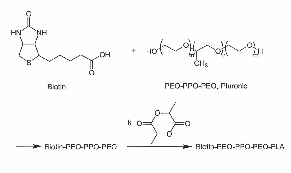 Targeted polymer medicament carrier and preparation method and application thereof