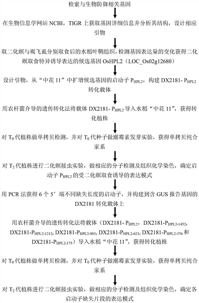 Damage-inducible promoter of rice stem borer and its application