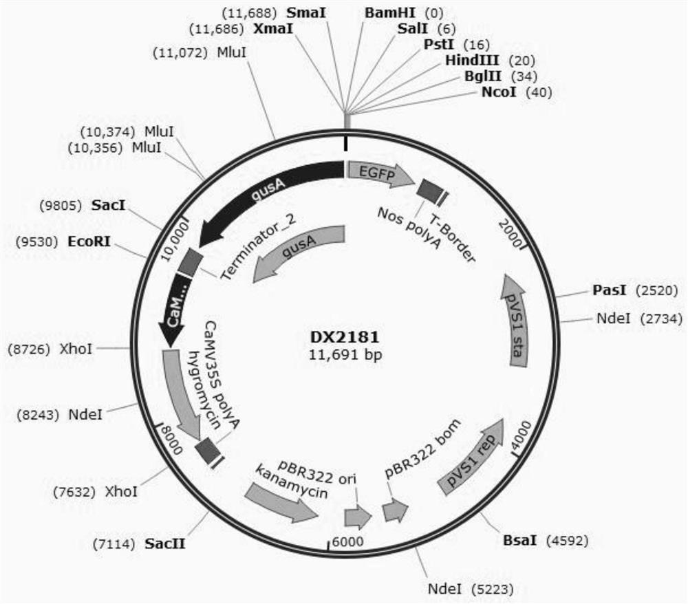 Damage-inducible promoter of rice stem borer and its application